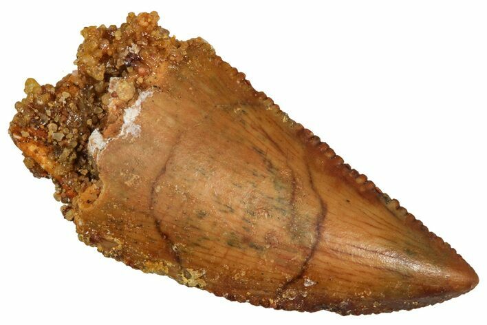 Serrated Raptor Tooth - Real Dinosaur Tooth #371428